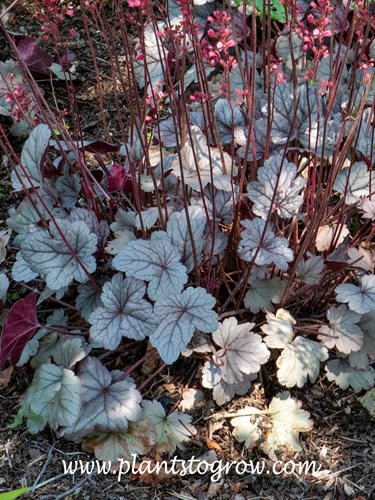 Silver Gums Coralbells (Heuchera)